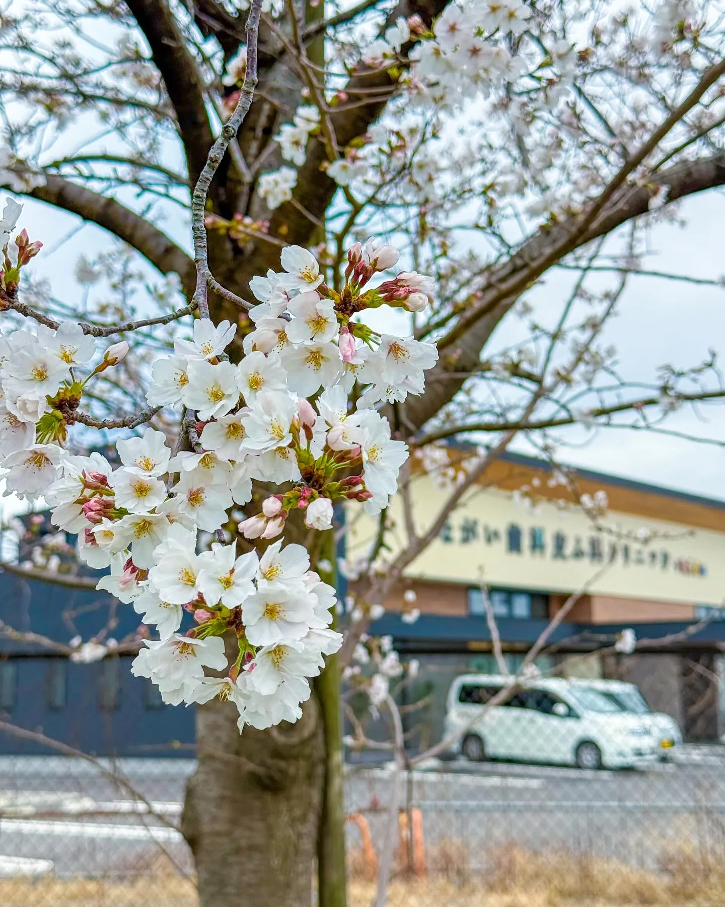 春日井市のながい歯科皮ふ科クリニックです🌸